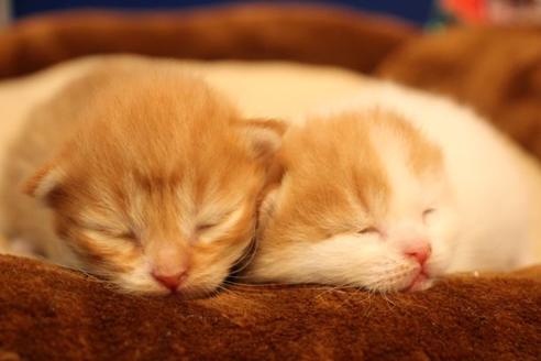 成約済の大阪府のマンチカン-10675の3枚目