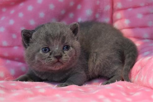 成約済の千葉県のブリティッシュショートヘア-10796の4枚目