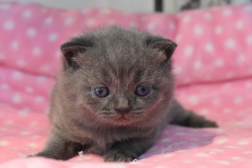 成約済の千葉県のブリティッシュショートヘア-10797の3枚目