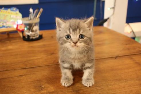 成約済の大阪府のスコティッシュフォールド-10677の3枚目