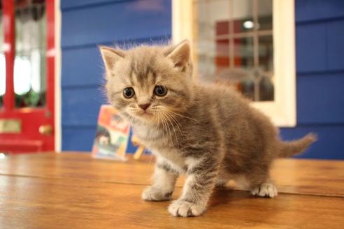 成約済の大阪府のスコティッシュフォールド-10677の2枚目