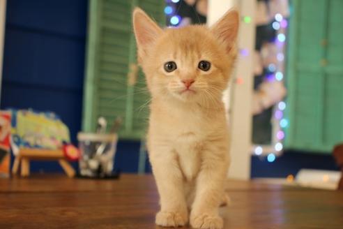 成約済の大阪府のソマリ-10676