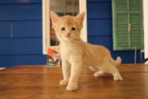 成約済の大阪府のソマリ-10676の3枚目