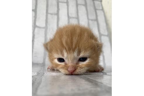 成約済の埼玉県のスコティッシュフォールド-10963の4枚目