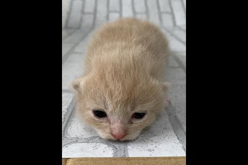 成約済の埼玉県のスコティッシュフォールド-10970の4枚目