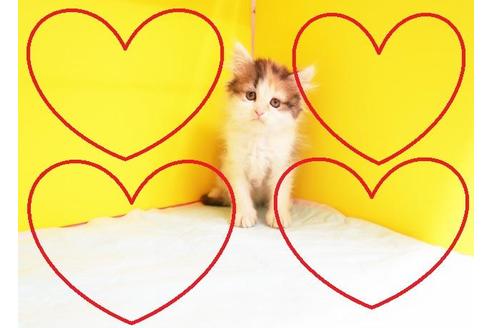 成約済の東京都のスコティッシュフォールド-10978の2枚目