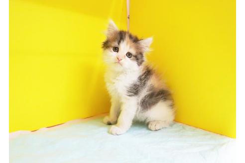 成約済の東京都のスコティッシュフォールド-10978の1枚目