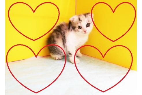 成約済の東京都のスコティッシュフォールド-10979の2枚目