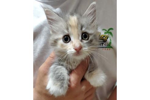 鹿児島県のメインクーン 女の子 04 13生まれ ダイリュートキャリコ 子猫id 子猫ブリーダーナビ 鹿児島県のメインクーン 女の子 04 13生まれ ダイリュートキャリコ 子猫id 子猫ブリーダーナビ