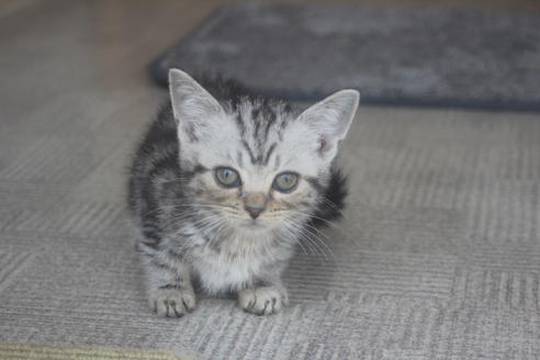 アメリカンショートヘア 子猫id の詳細情報 北海道 女の子 04 07生まれ シルバータビー 子猫ブリーダーナビ