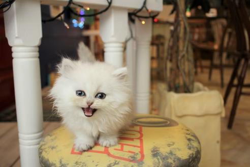 成約済の大阪府のペルシャ-10586の3枚目