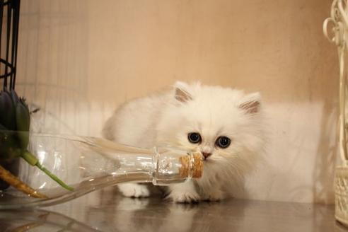 成約済の大阪府のペルシャ-10586の1枚目