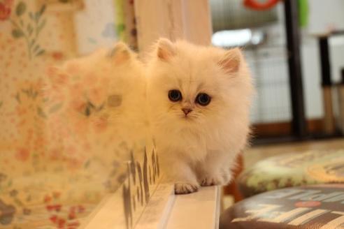 成約済の大阪府のペルシャ-10586の2枚目