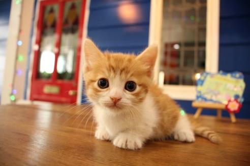 成約済の大阪府のマンチカン-11036の1枚目