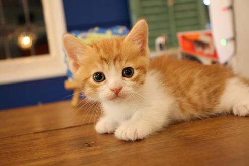成約済の大阪府のマンチカン-11036の8枚目