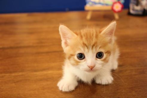 成約済の大阪府のマンチカン-11036の7枚目