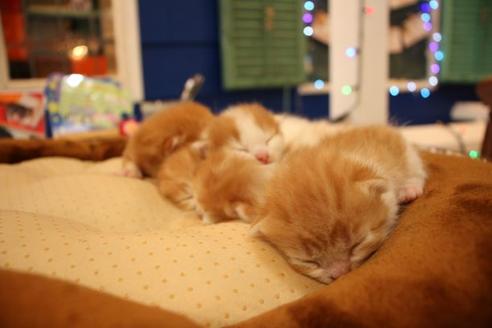 成約済の大阪府のマンチカン-11036の6枚目