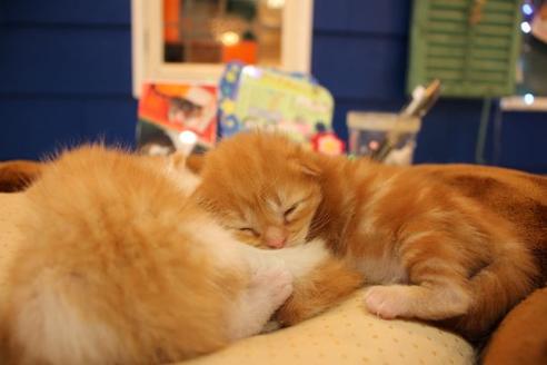 成約済の大阪府のマンチカン-11036の2枚目