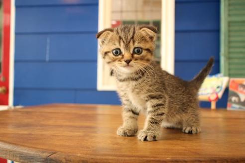 成約済の大阪府のスコティッシュフォールド-10801の6枚目