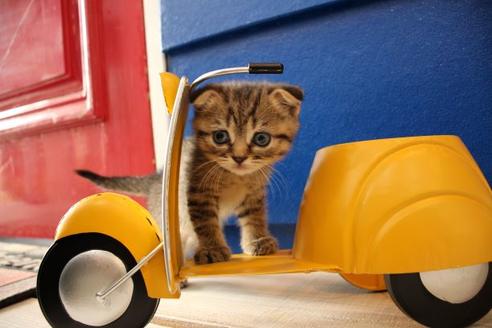 成約済の大阪府のスコティッシュフォールド-10801の5枚目