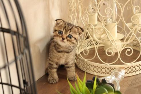 成約済の大阪府のスコティッシュフォールド-10801の4枚目