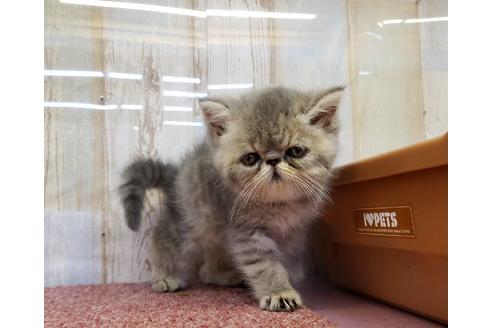 成約済の大阪府のエキゾチックショートヘア-11043の3枚目