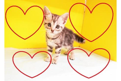 成約済の東京都のアメリカンショートヘア-11118の2枚目