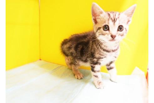 成約済の東京都のアメリカンショートヘア-11118の1枚目