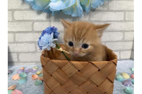 成約済の埼玉県のスコティッシュフォールド-10963の3枚目