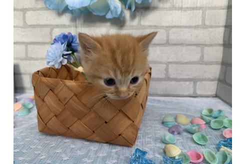 成約済の埼玉県のスコティッシュフォールド-10963の2枚目