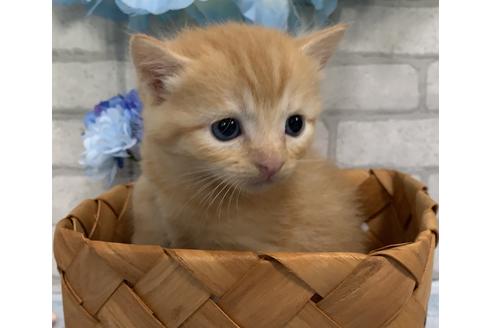 成約済の埼玉県のスコティッシュフォールド-10965の3枚目