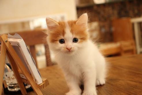 成約済の大阪府のマンチカン-11169の9枚目