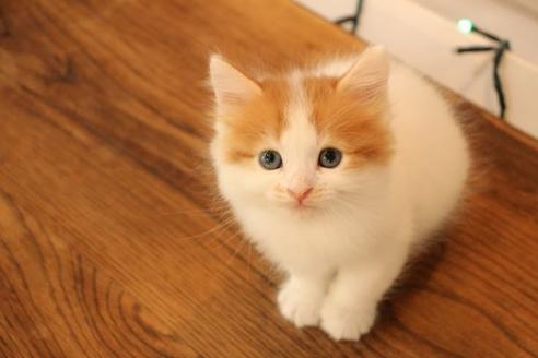 成約済の大阪府のマンチカン-11169の8枚目