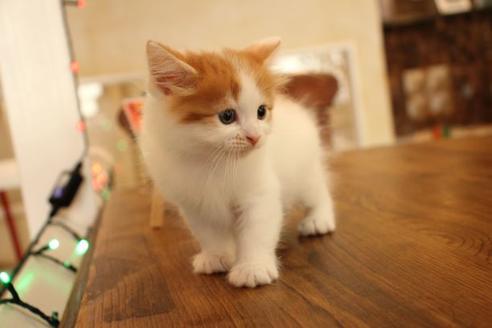 成約済の大阪府のマンチカン-11169の7枚目