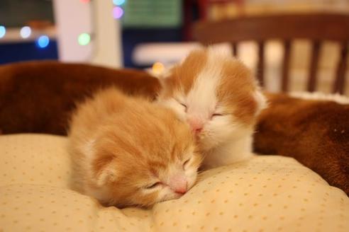 成約済の大阪府のマンチカン-11169の5枚目