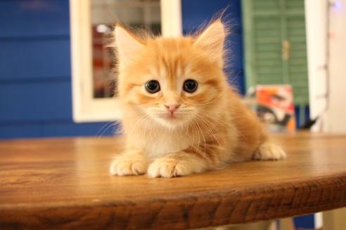 成約済の大阪府のマンチカン-11170の1枚目