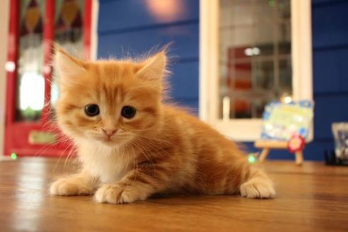 成約済の大阪府のマンチカン-11170の5枚目