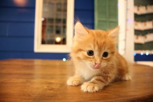 成約済の大阪府のマンチカン-11170の4枚目