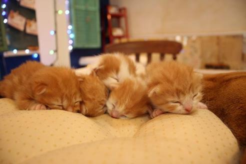 成約済の大阪府のマンチカン-11170の3枚目