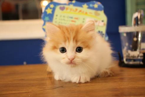 成約済の大阪府のマンチカン-11171の8枚目