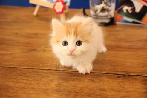 成約済の大阪府のマンチカン-11171の7枚目