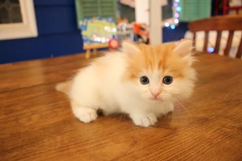 成約済の大阪府のマンチカン-11171の6枚目