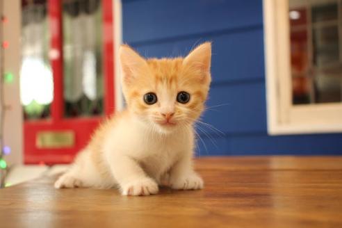 成約済の大阪府のマンチカン-11172の1枚目