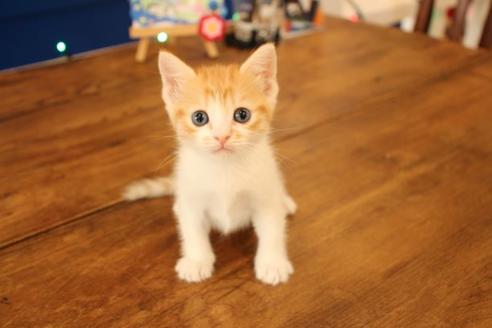 成約済の大阪府のマンチカン-11172の5枚目