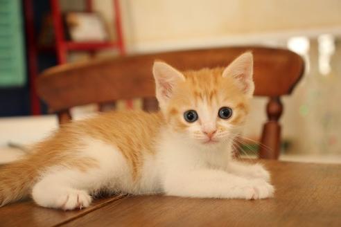 成約済の大阪府のマンチカン-11172の4枚目