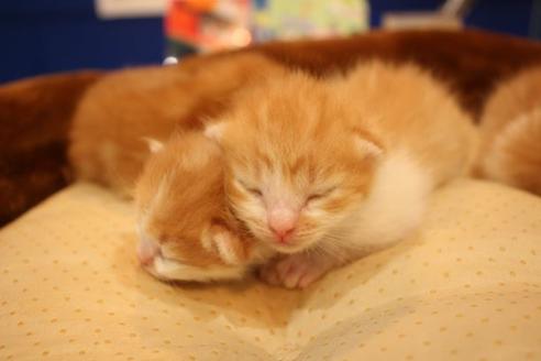 成約済の大阪府のマンチカン-11172の2枚目