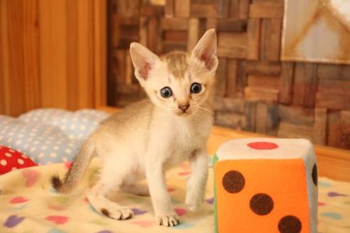 成約済の大阪府のシンガプーラ-11179の1枚目