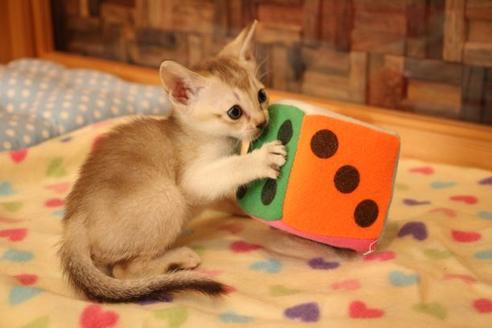 成約済の大阪府のシンガプーラ-11179の5枚目