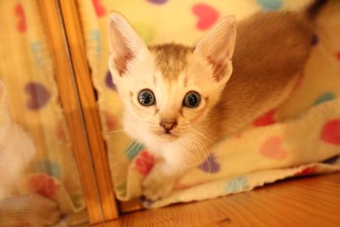 成約済の大阪府のシンガプーラ-11179の4枚目