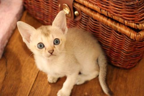 成約済の大阪府のシンガプーラ-11180の9枚目